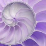 Nautilus Lilac
