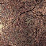 Patina Autumn Leaves Laminate Copper - Unique Art - NuMetal - #C421